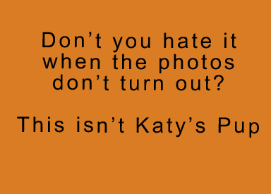 Photo of Katy's pup did not turn out.