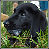 Black lab puppy chews on an illegal "toy"