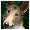 Janie, Smooth coat collie cocks her head